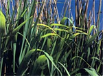 Reed Bed Sewage Treatment Systems